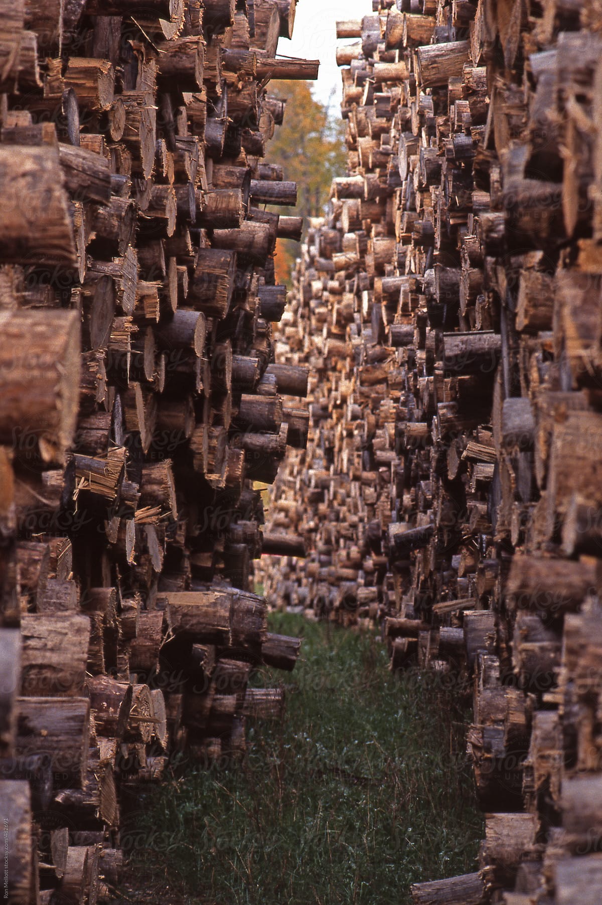 cut trees timber lumber stacked in a yard for processing
