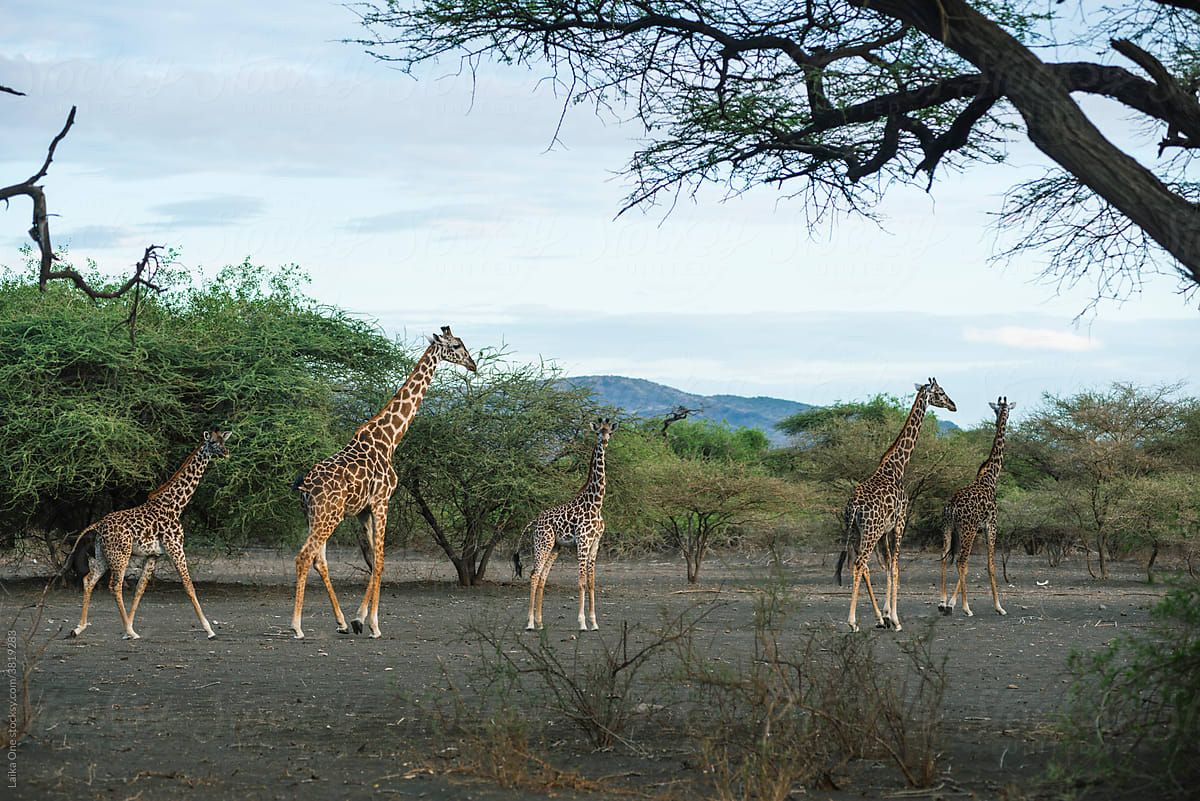 Group Of Giraffes In Front Of Trees