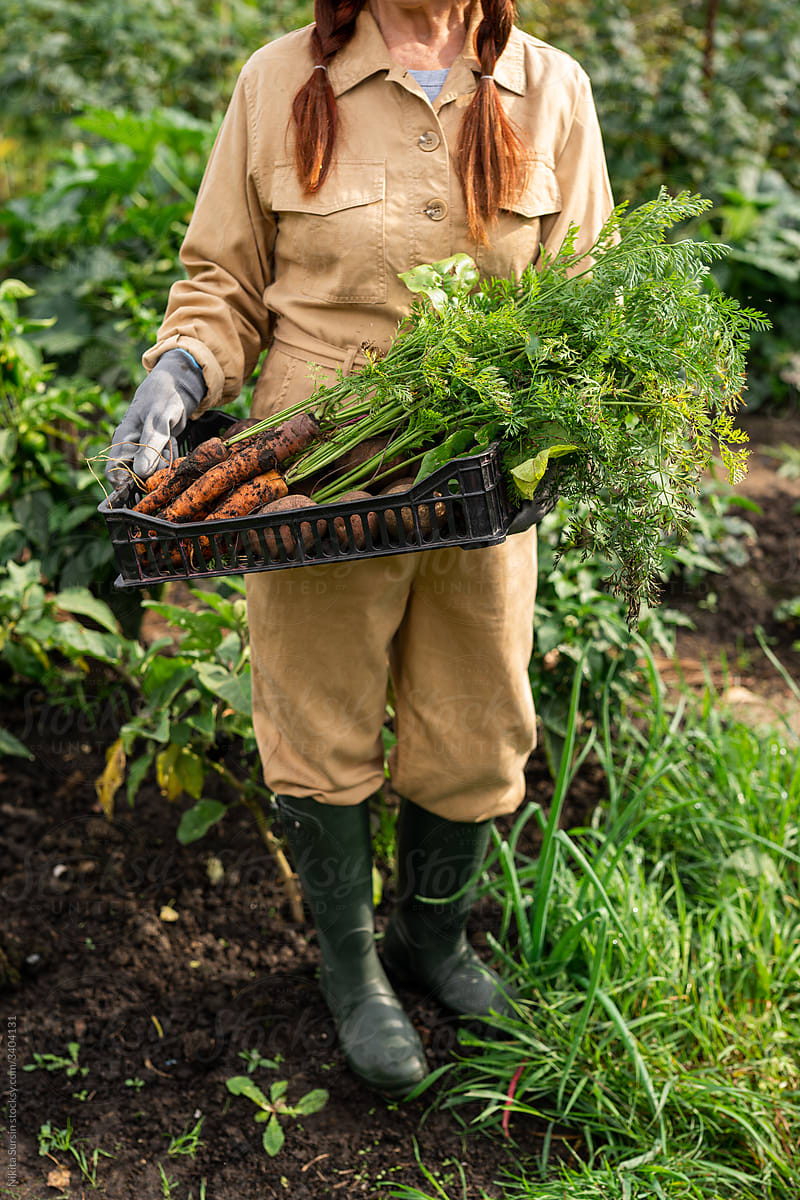 woman holding a box of freshly picked carrots