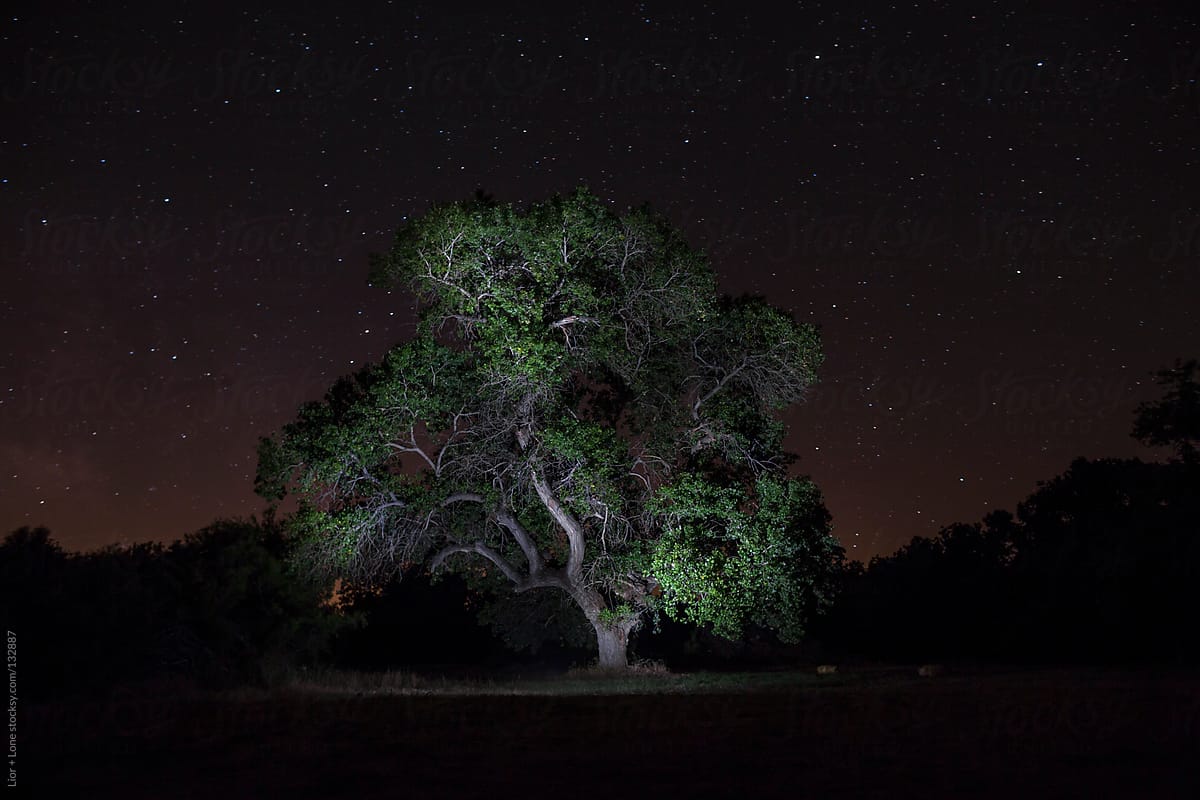 field with tree at night