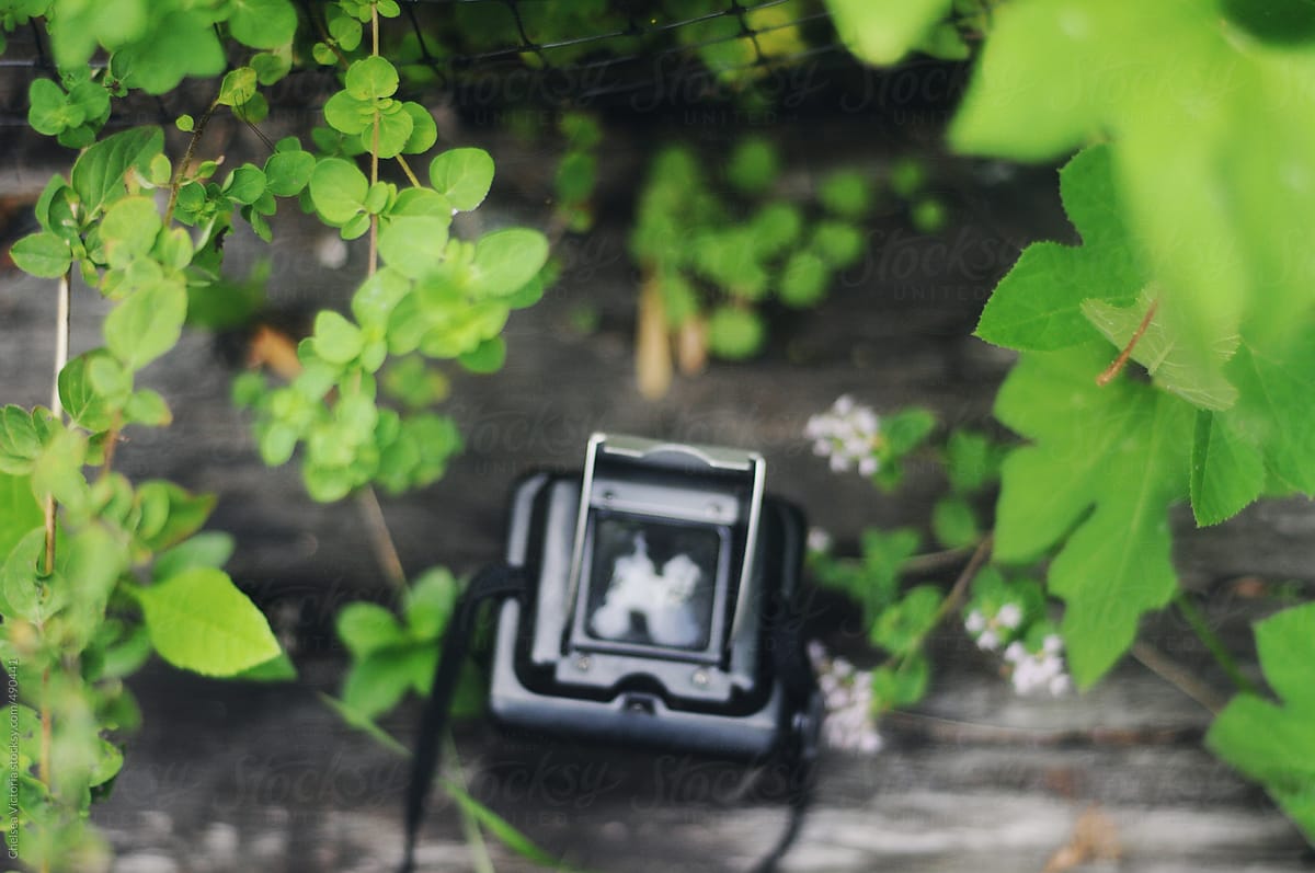 A medium format twin reflex camera and summer foliage
