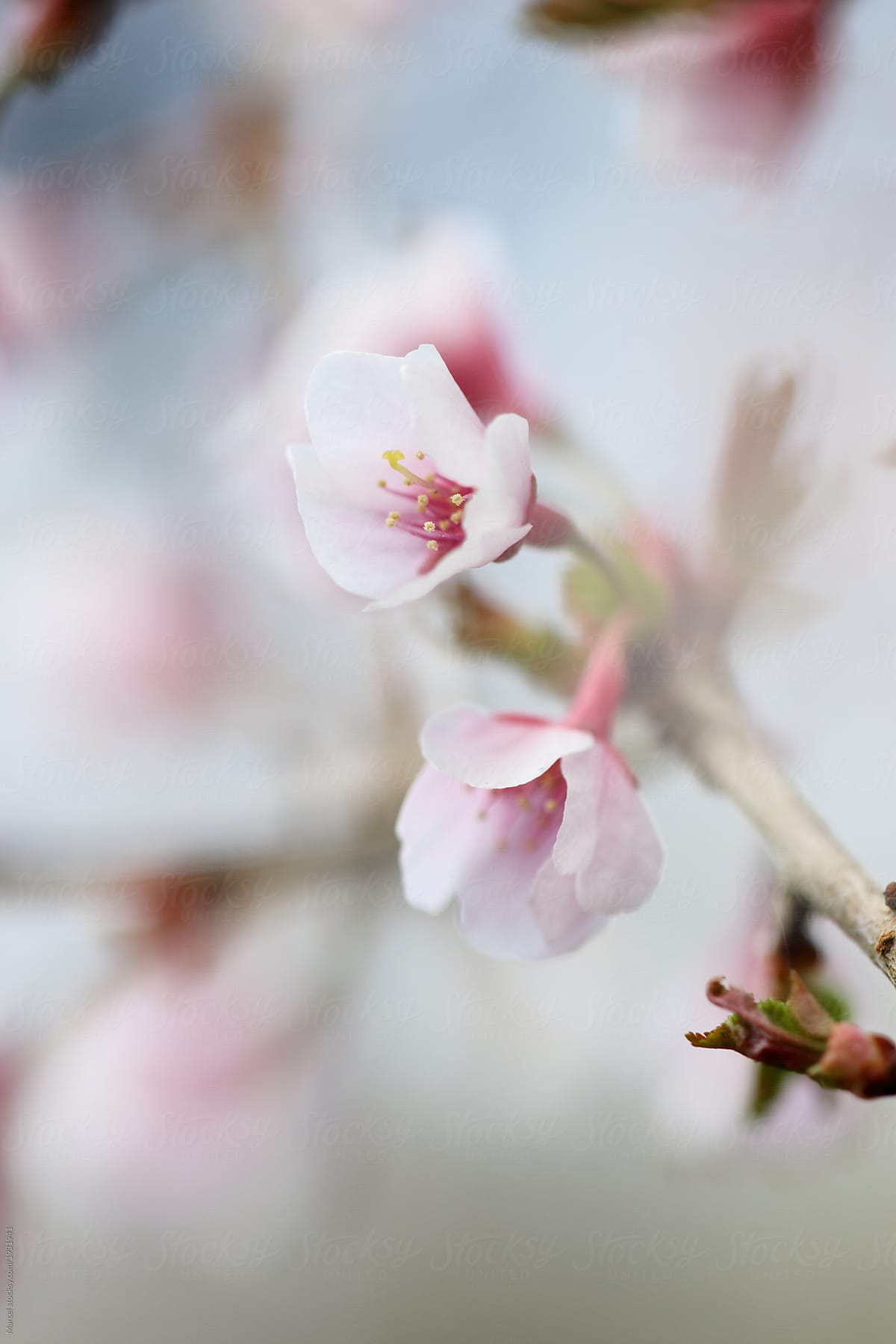 Cherry blossom details, shallow focus.
