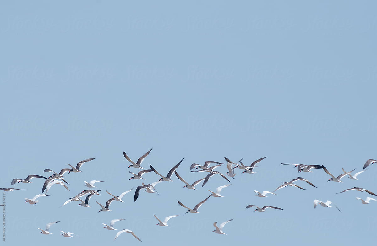 Common Terns and Black Skimmers flying in blue sky