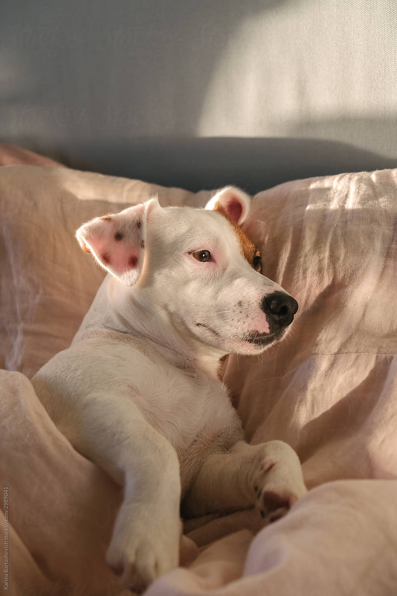 a dog with spots on the ears and a brown spot on the eye lies on the bed with its legs outstretched