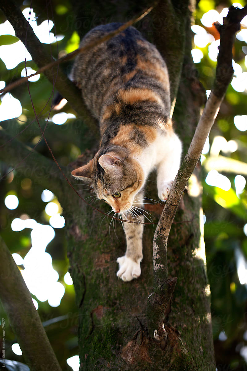 how to get a cat down from a tree