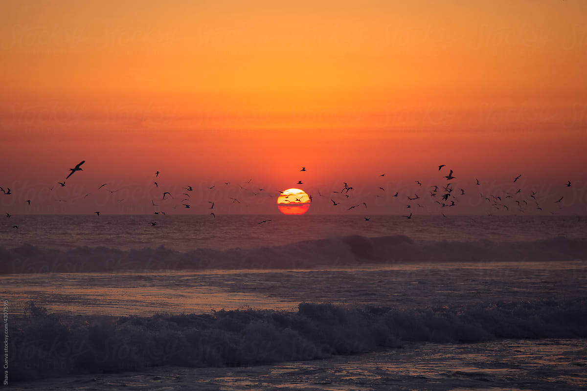 Seagulls flying over the waves during a sunset