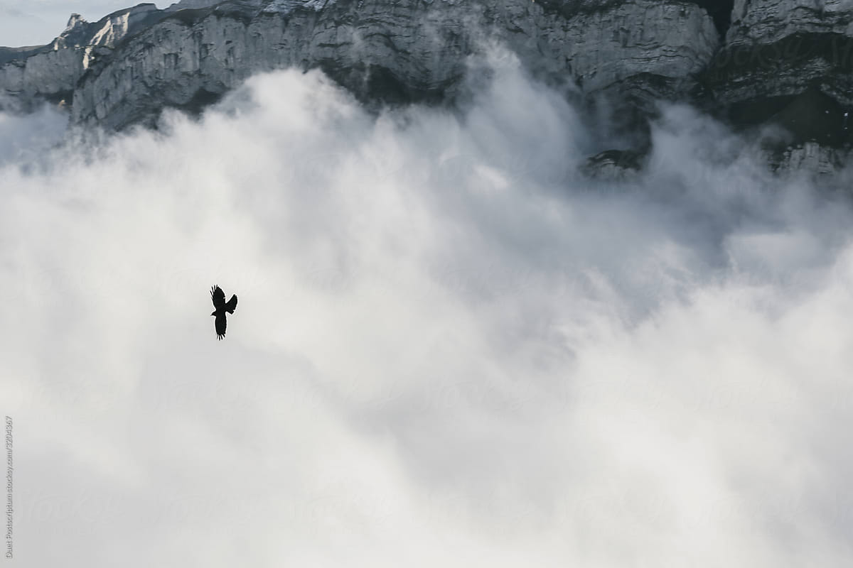 Alpine jackdaw over the clouds.