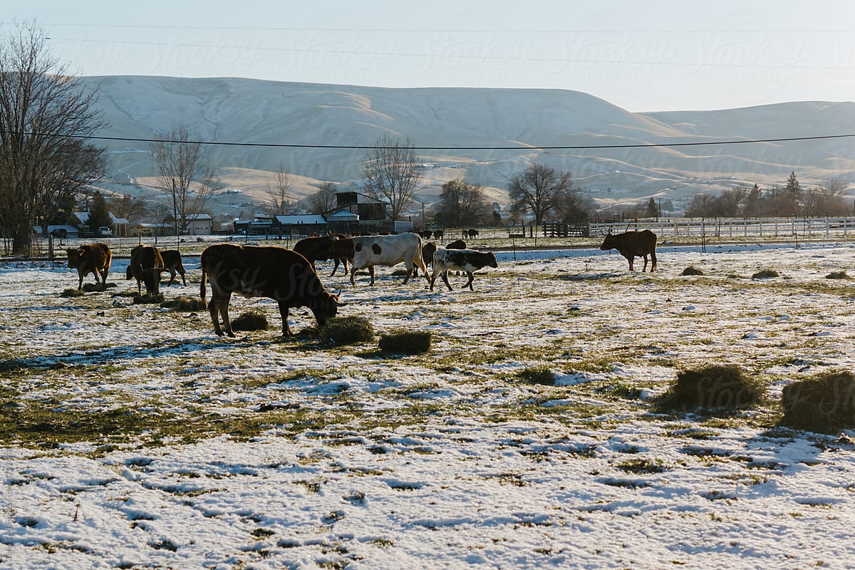 cows lined up eating hay in snowy pasture