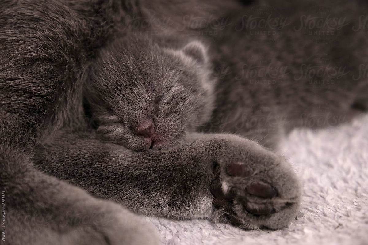 The new born baby blue cat sleeps on her mother\'s leg