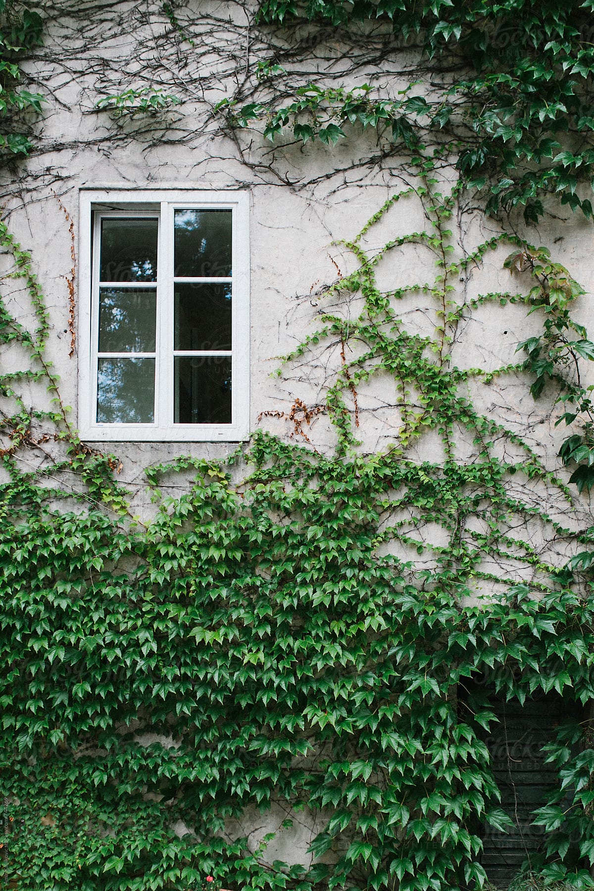 Small white window surrounded by ivy
