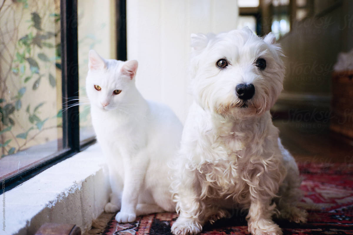 Friends ... a white dog and white cat sittting together indoors