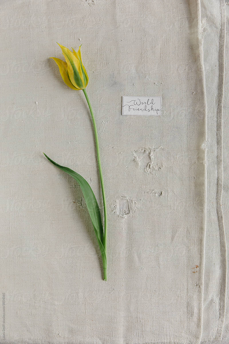Tulip name written on label close to flower