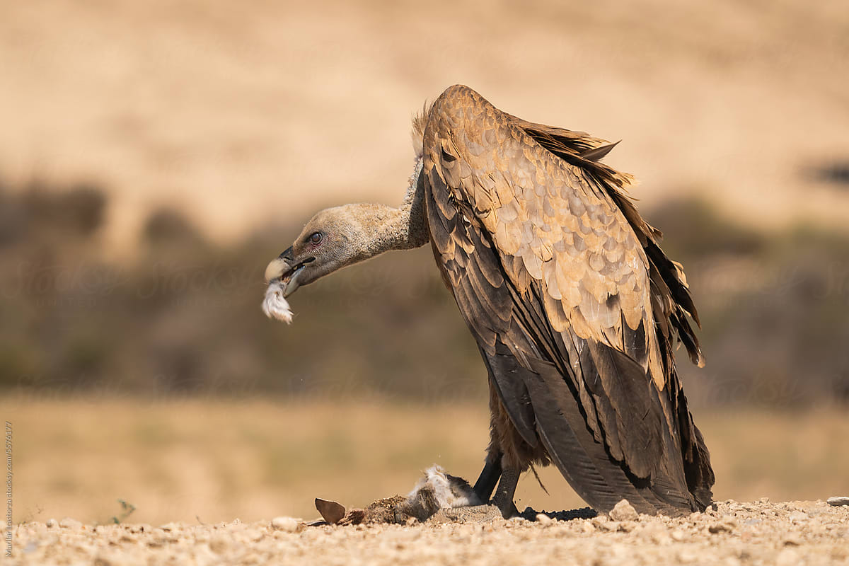 Griffon Vulture Eating A Dead Rabbit