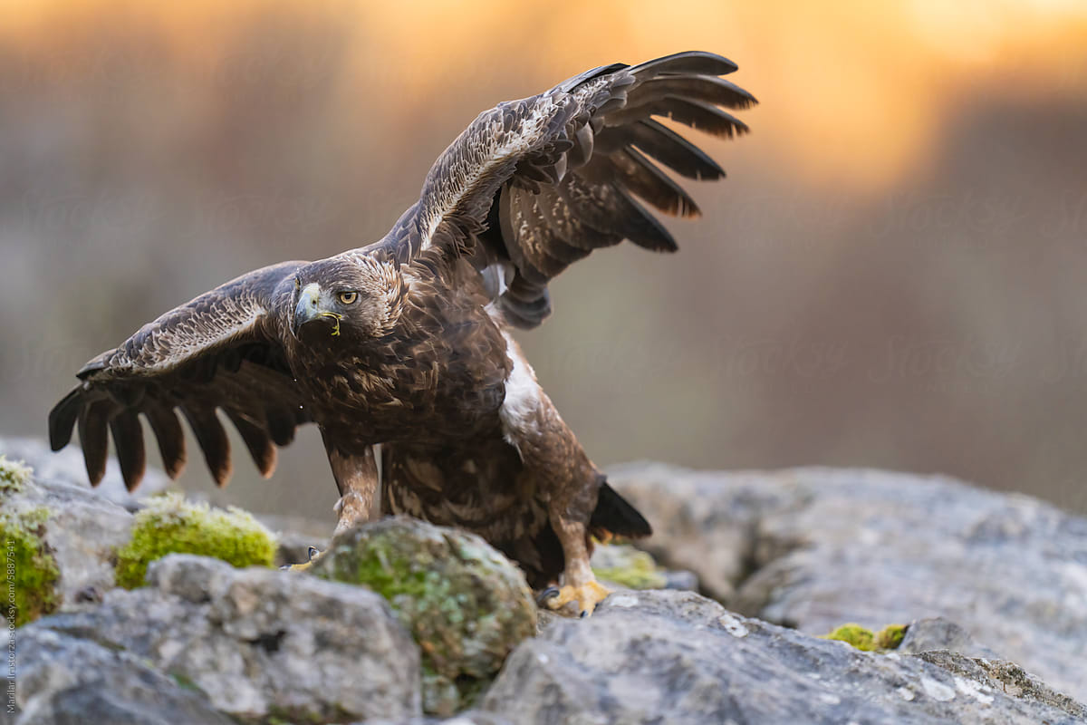 Stunning Golden Eagle With Wings Spread