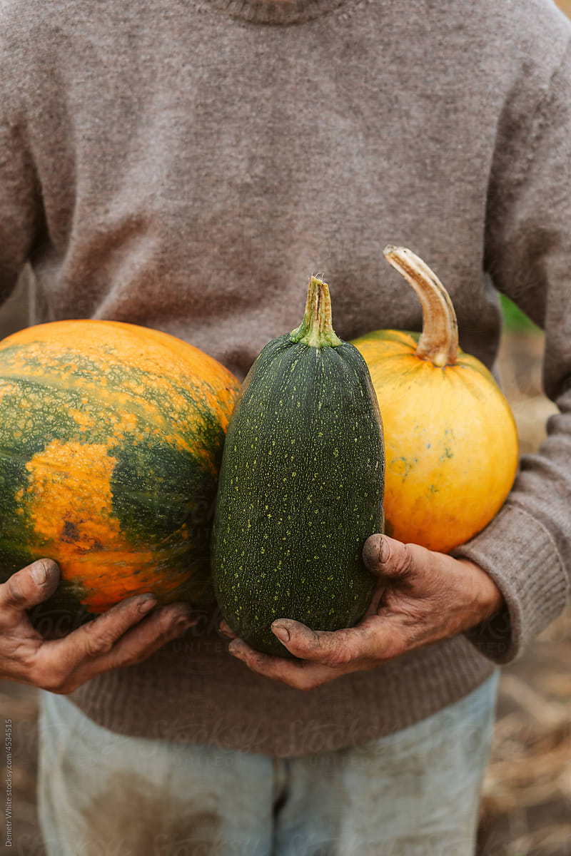 Man holding three pumpkins in hands, on farm