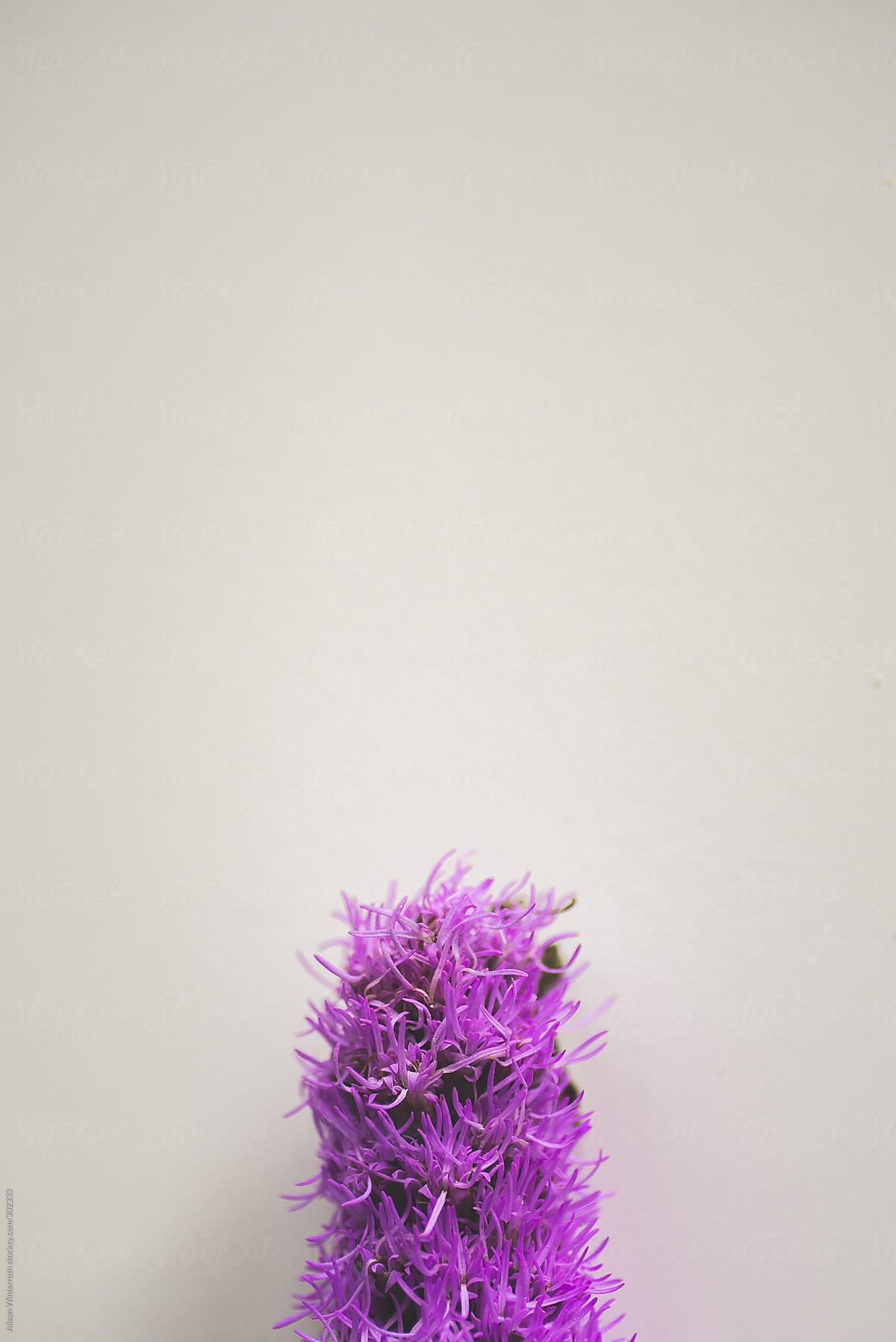 Purple Flower On White Background