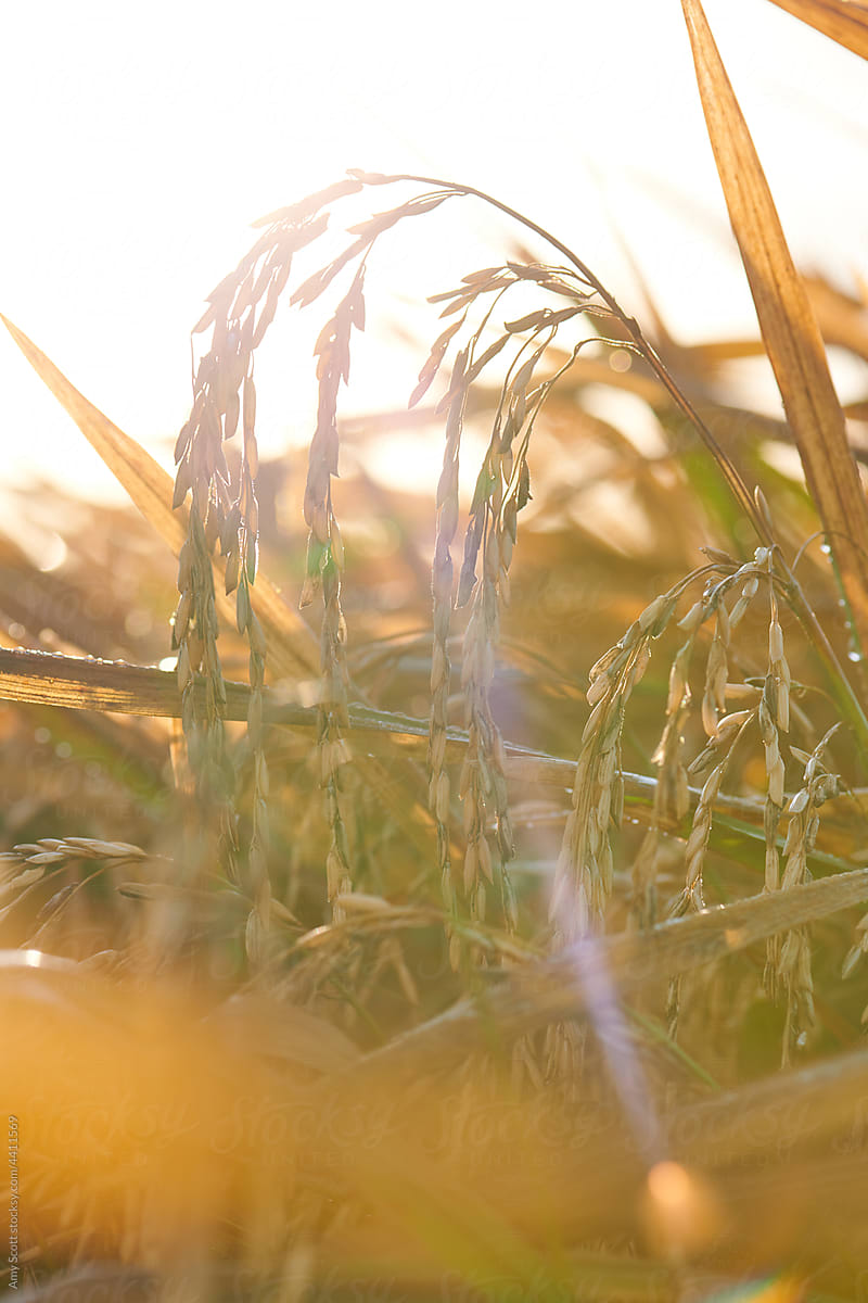 Mature rice plant in sunlight and lens flare.