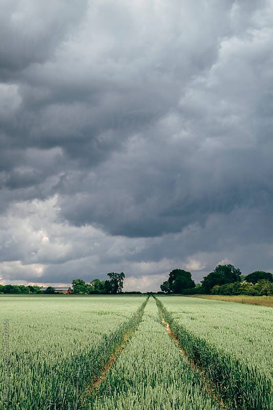 Rain storm clouds over a barn and field of wheat. Norfolk, UK.
