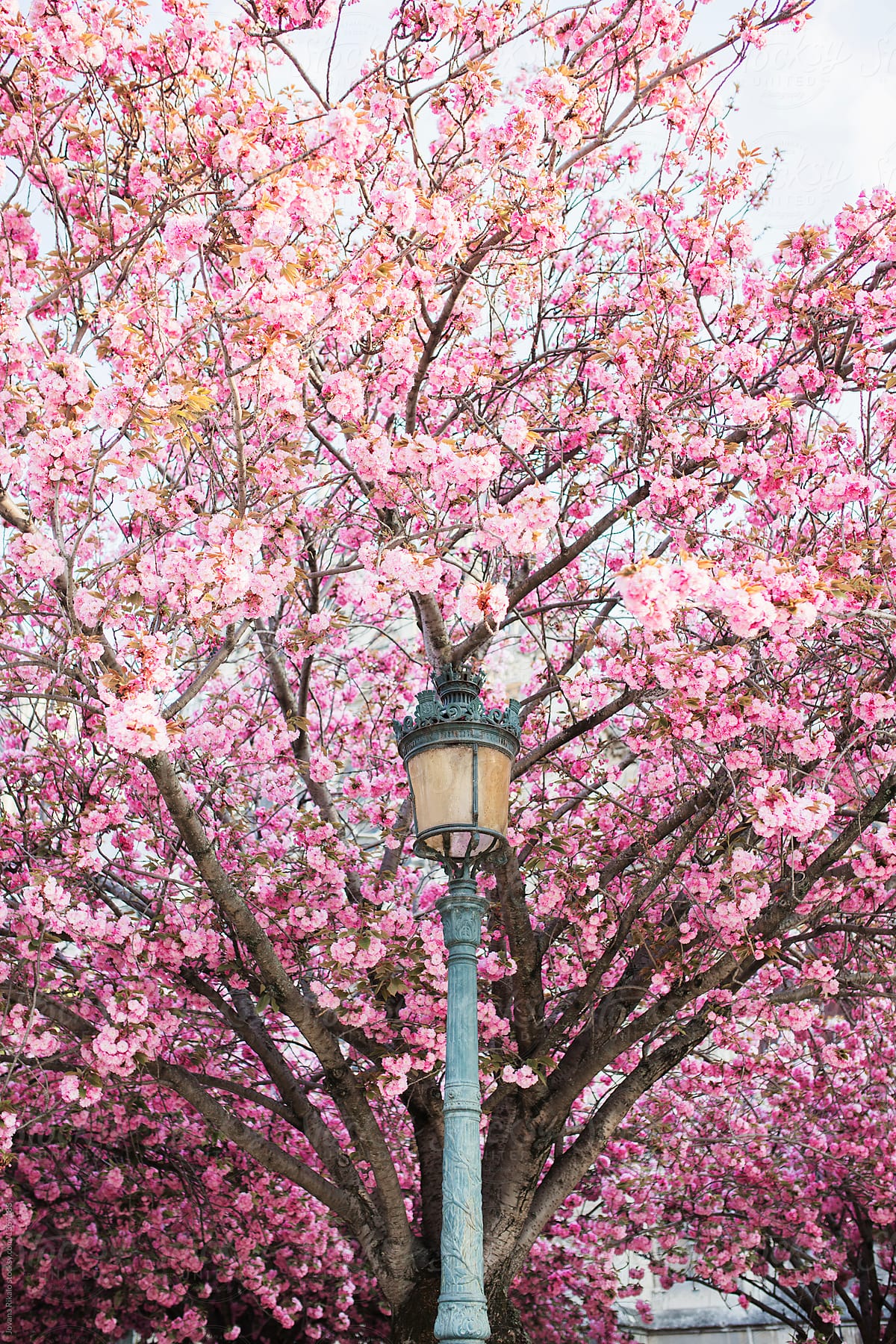 Lamp against cherry tree in Paris