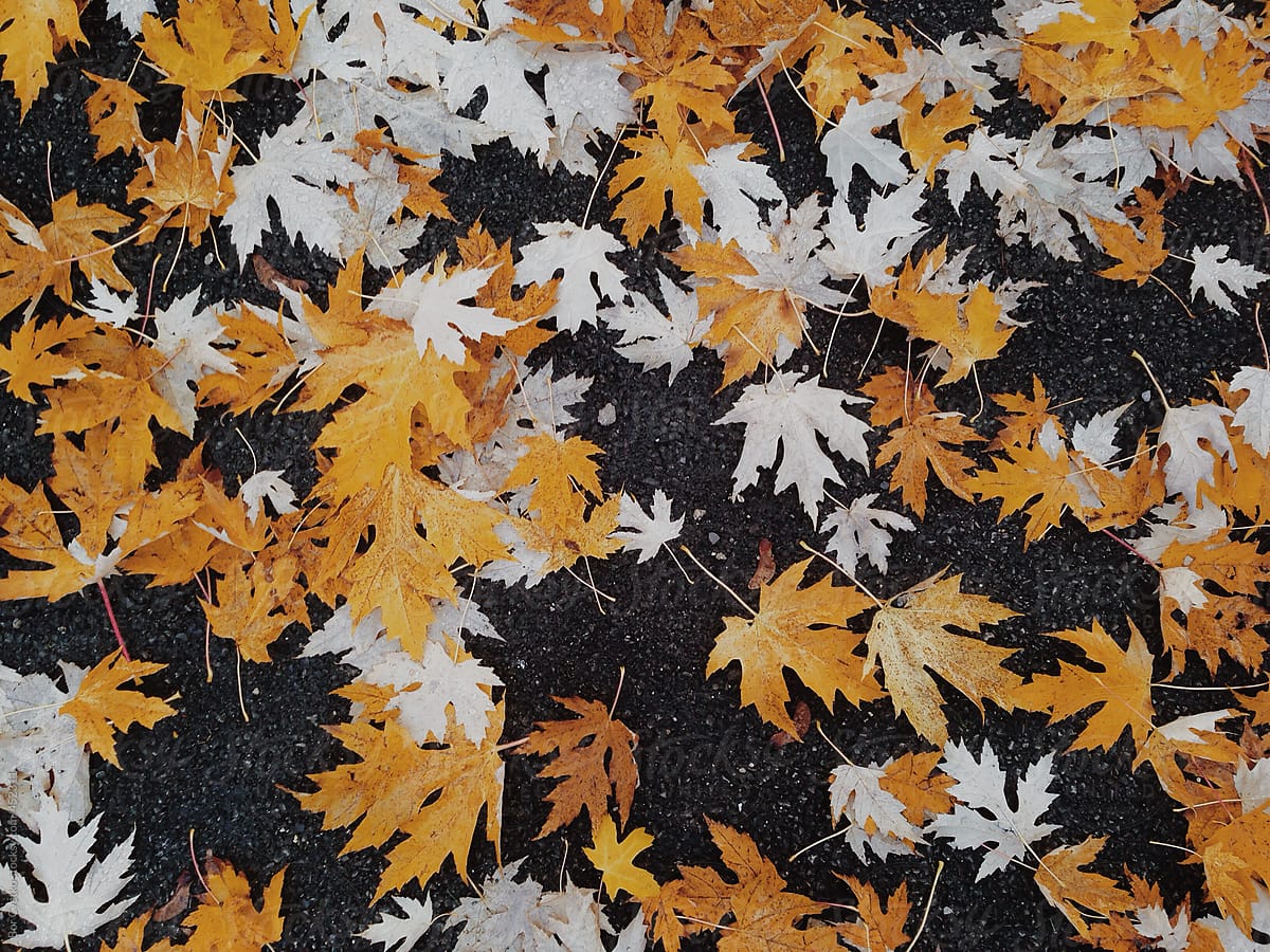 orange autumn leafs