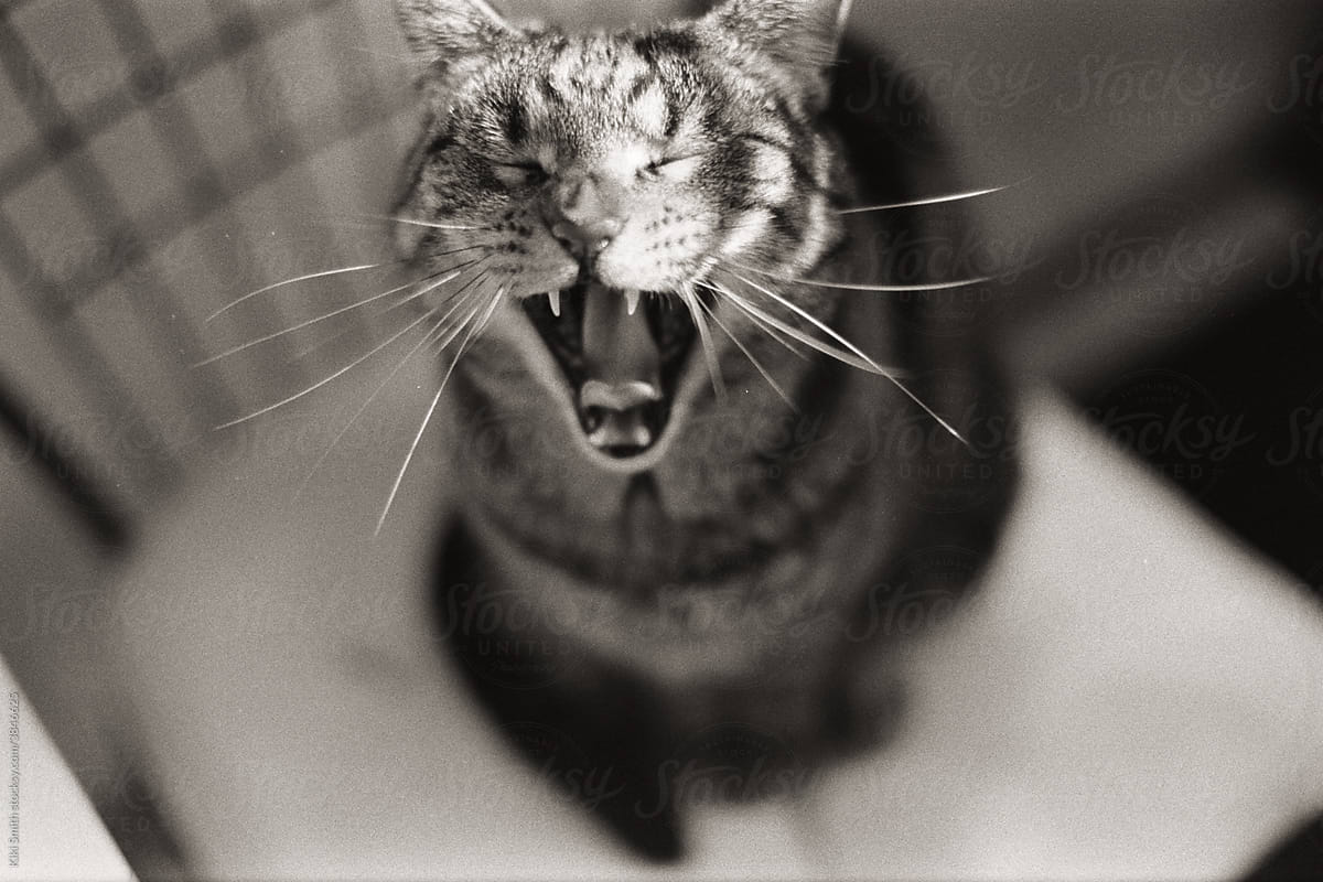 Tabby Cat Yawning