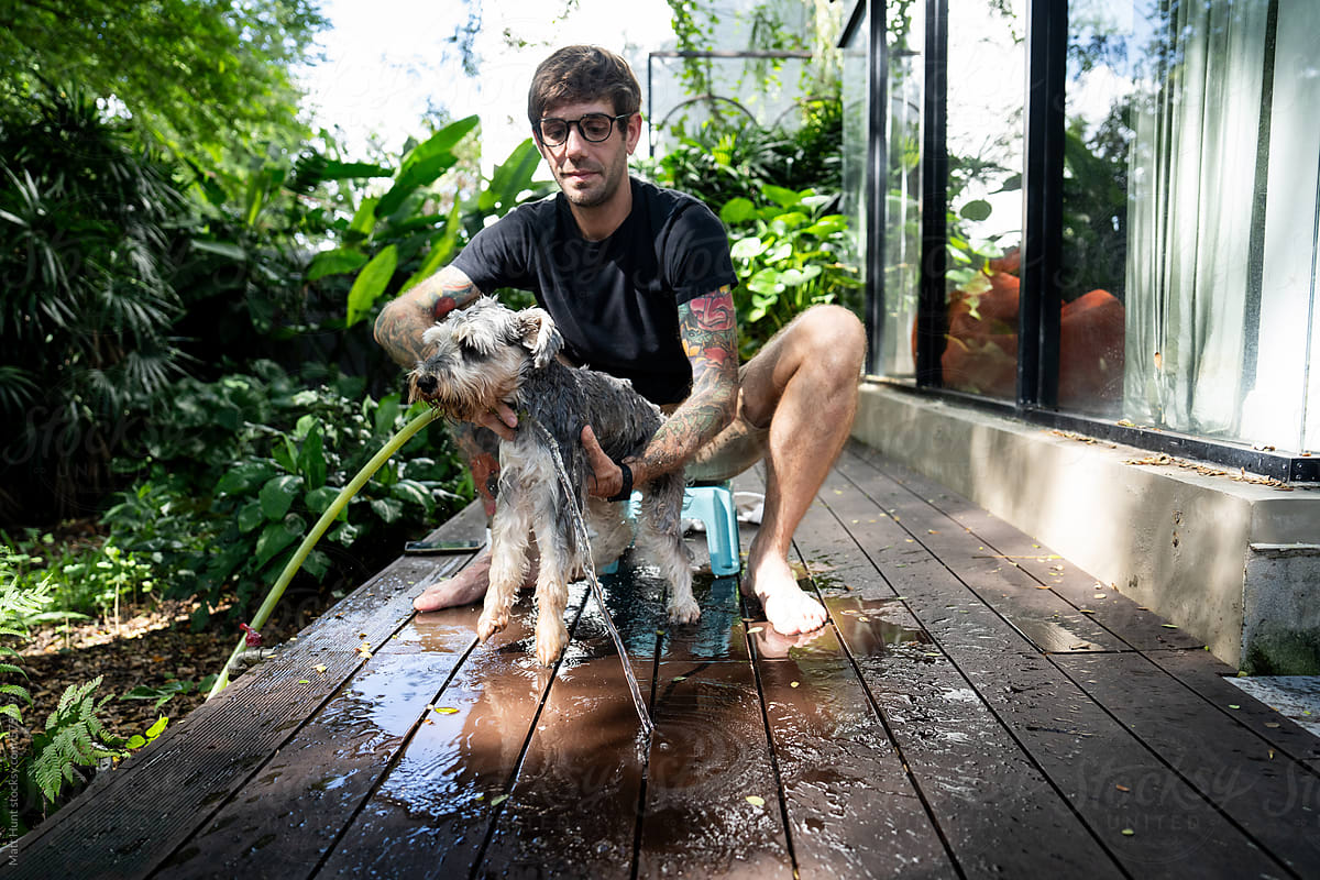 A little gray schnauzer dog gets a bath in the front yard garden