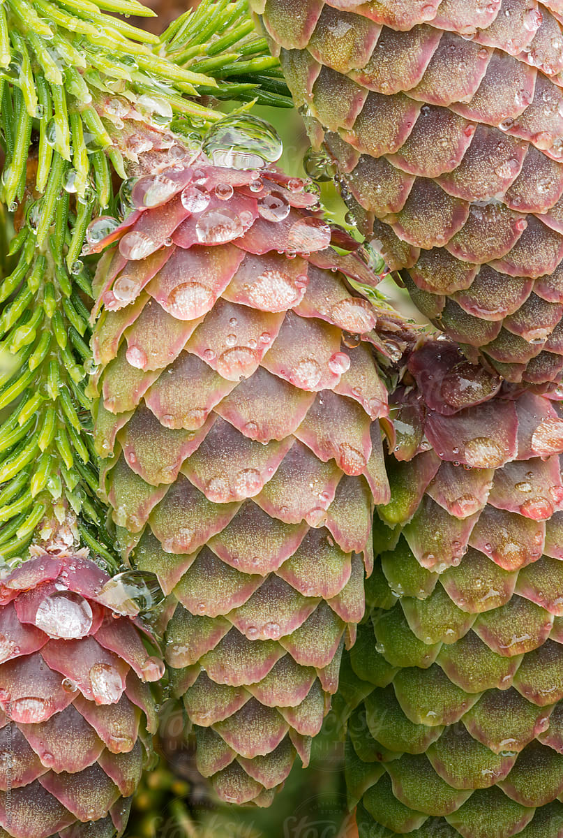 Spruce cones and Raindrops, close up