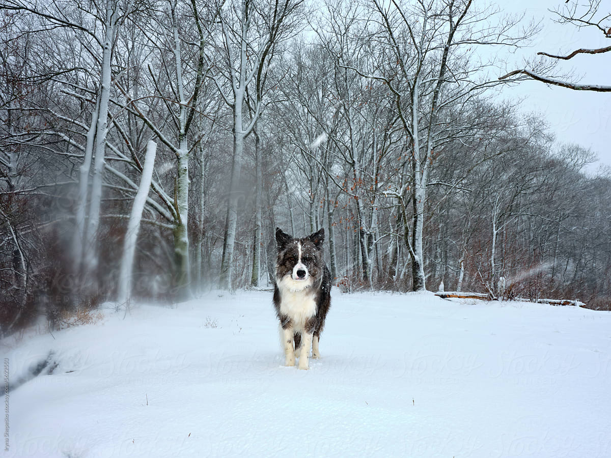 Dog walking in a snowy park