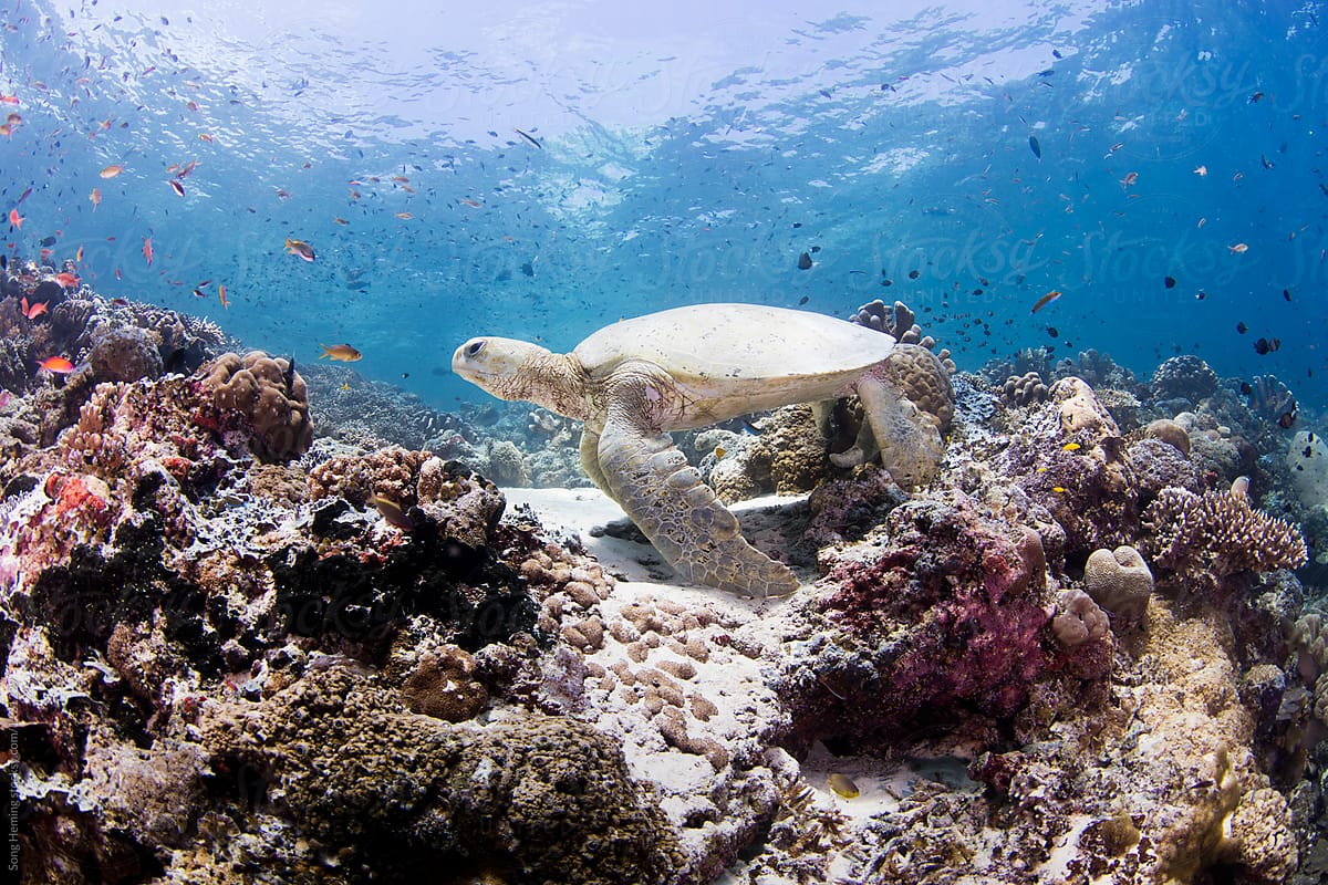 A green sea turtle standing on the reef