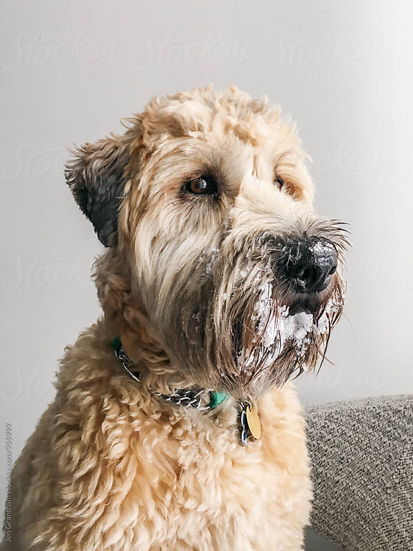 Wheaten terrier with snow on his face