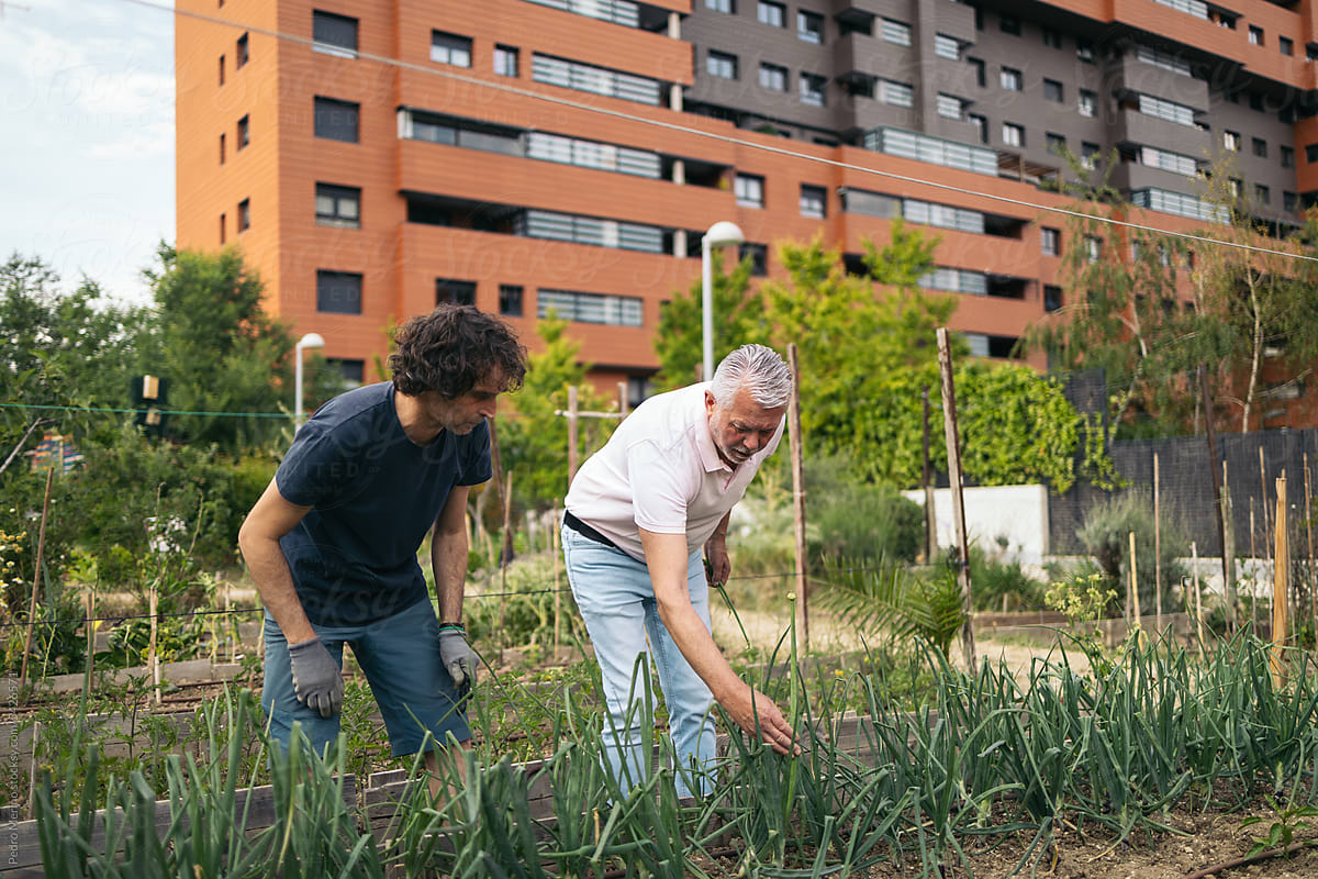 Mature men farming in a community urban garden.