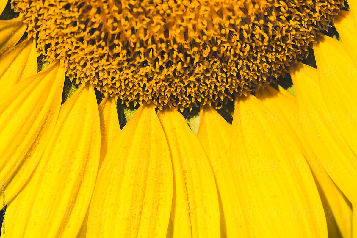 Detail of sunflower