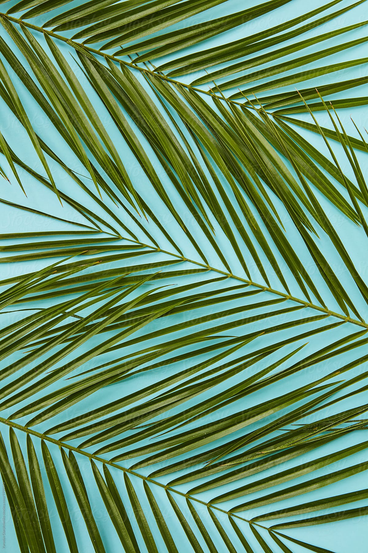 A pattern of green palm leaves