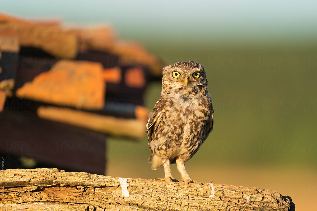 Cute Little Owl Looking At The Camera At Sunset