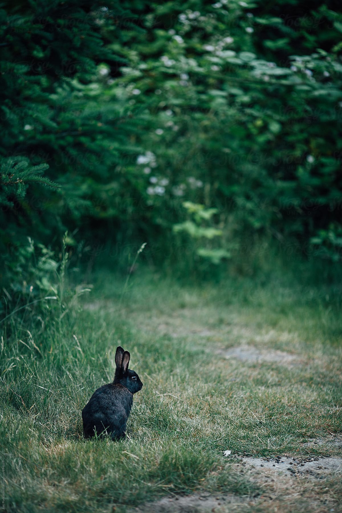 Black rabbit in the thicket