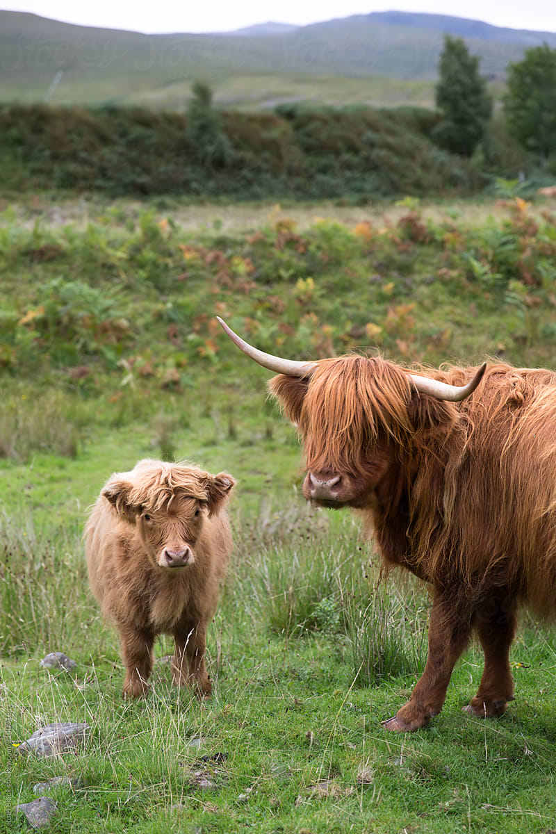 Mother And Baby Highland Cow | Stocksy United