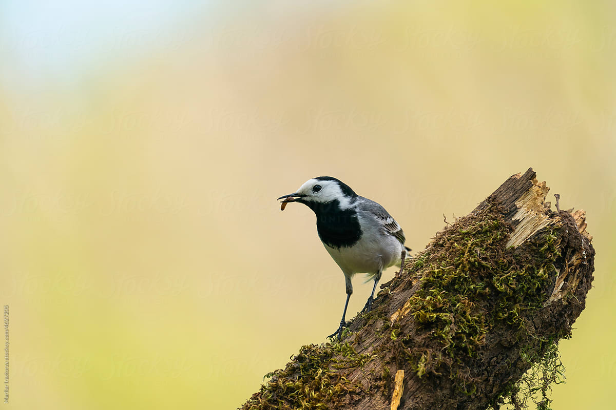 White Wagtail With An Earthworm In Its Beak