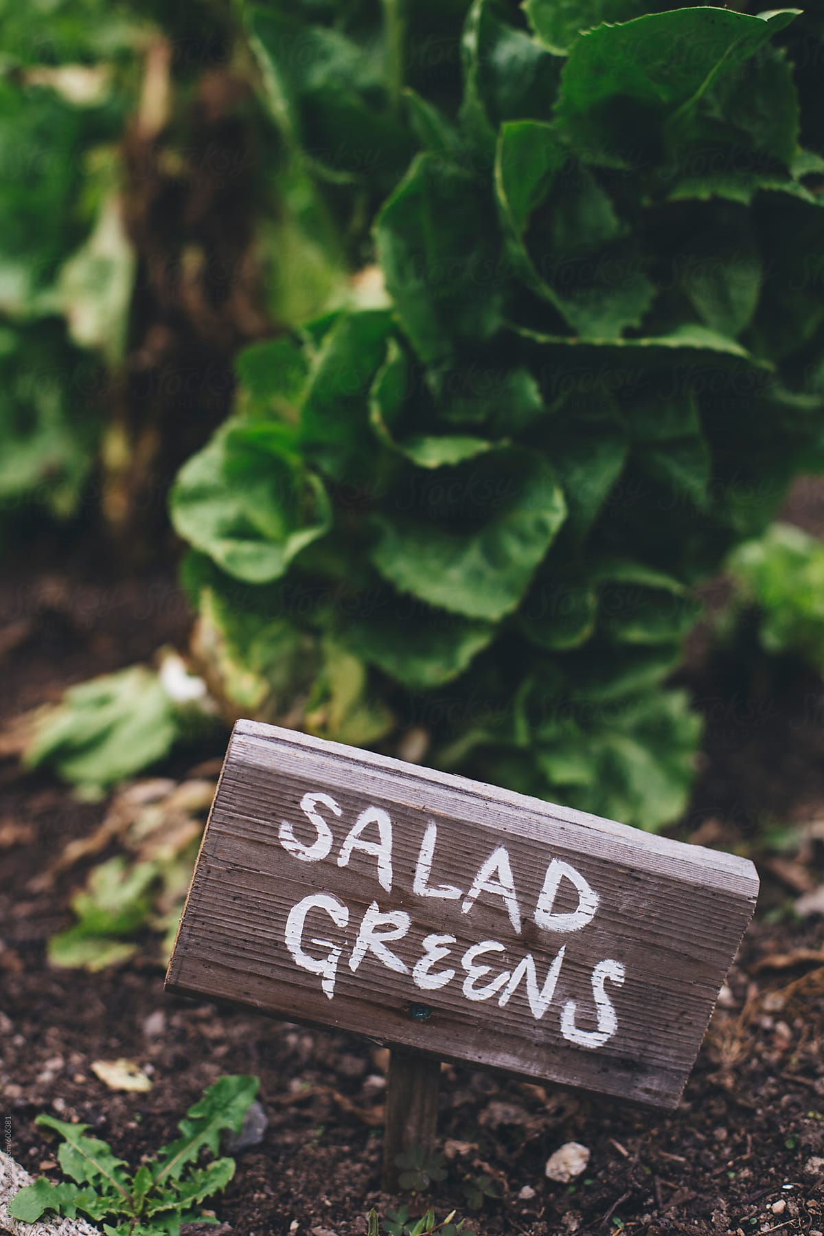 Hand painted sign saying salad greens