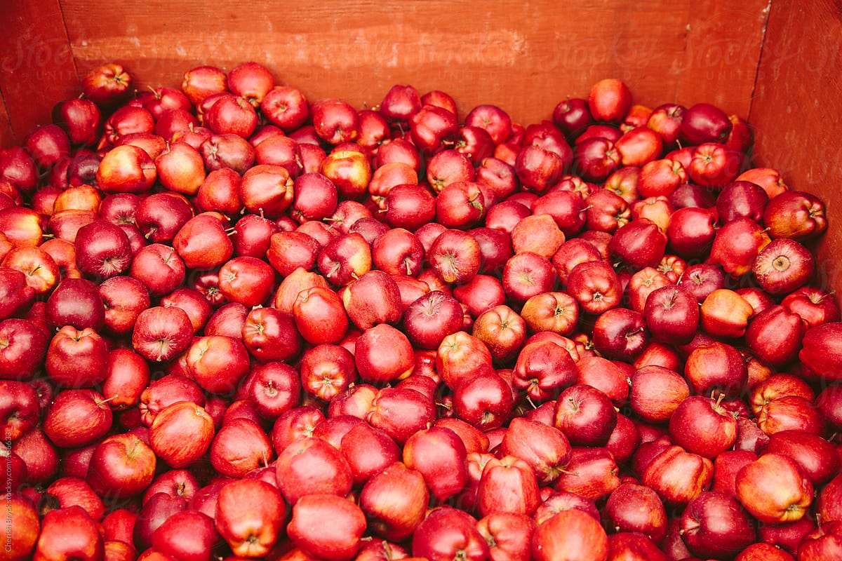 Apples at the farmer\'s market.