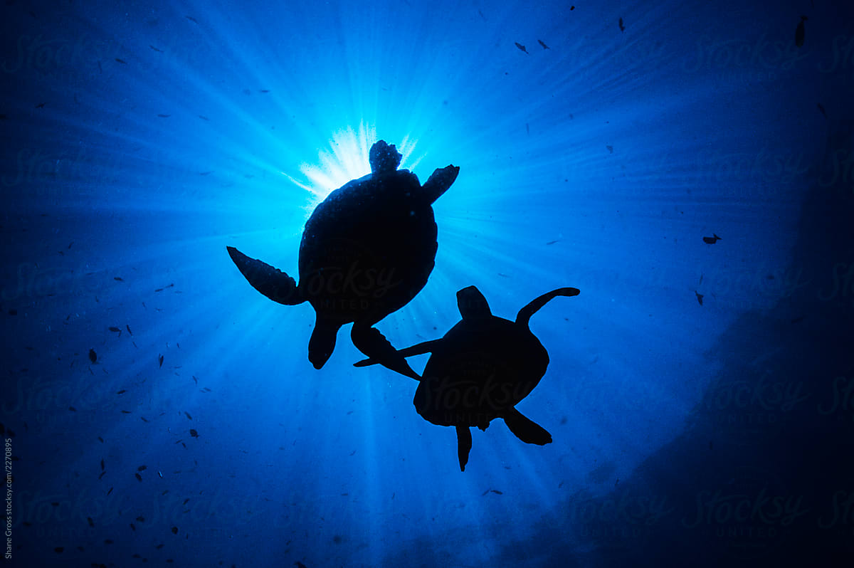Turtles Silhouette