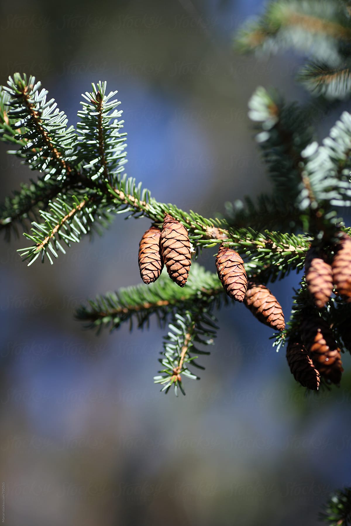Cones on a pine tree branch