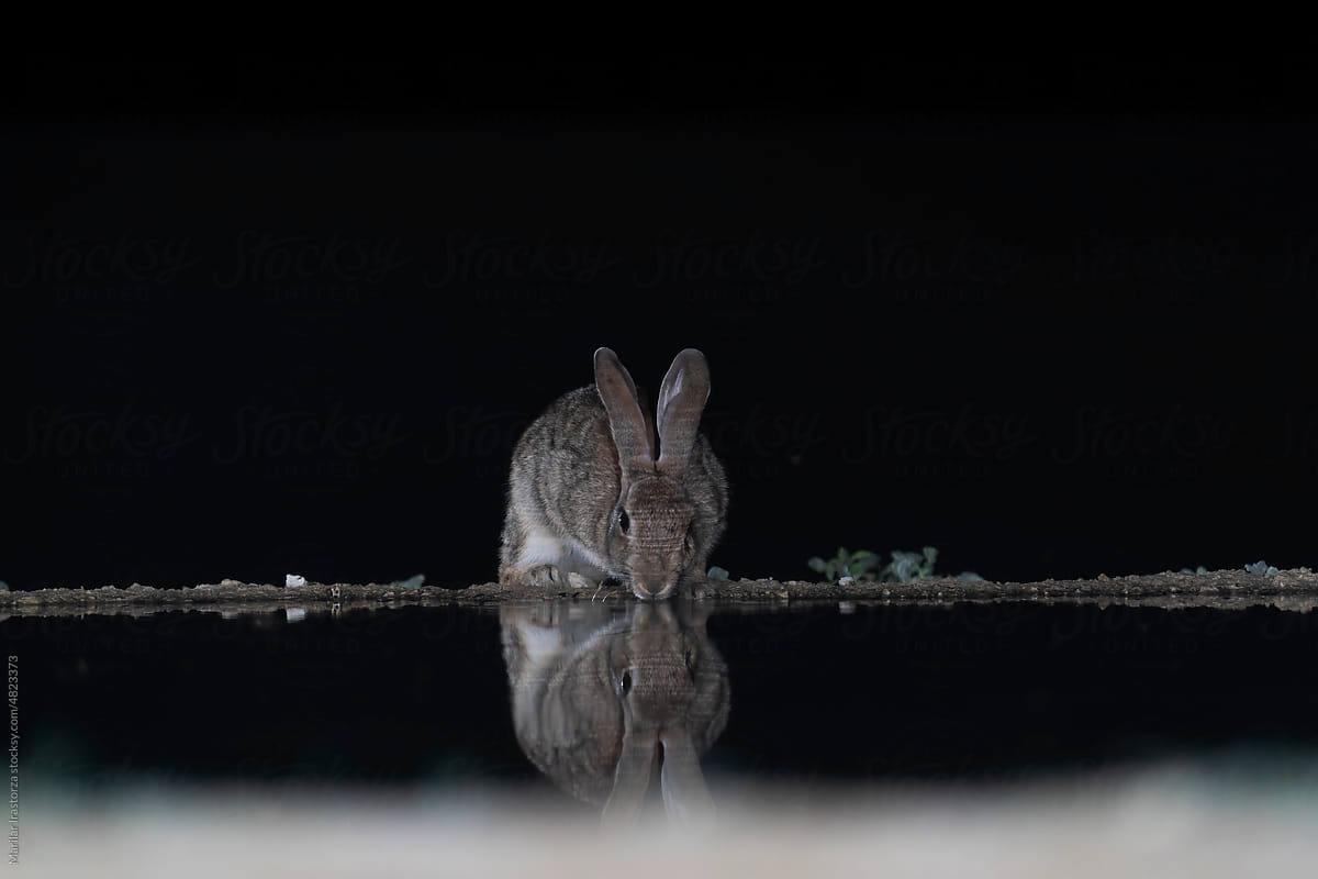 Rabbit Cools Off In A Pond On A Hot Night