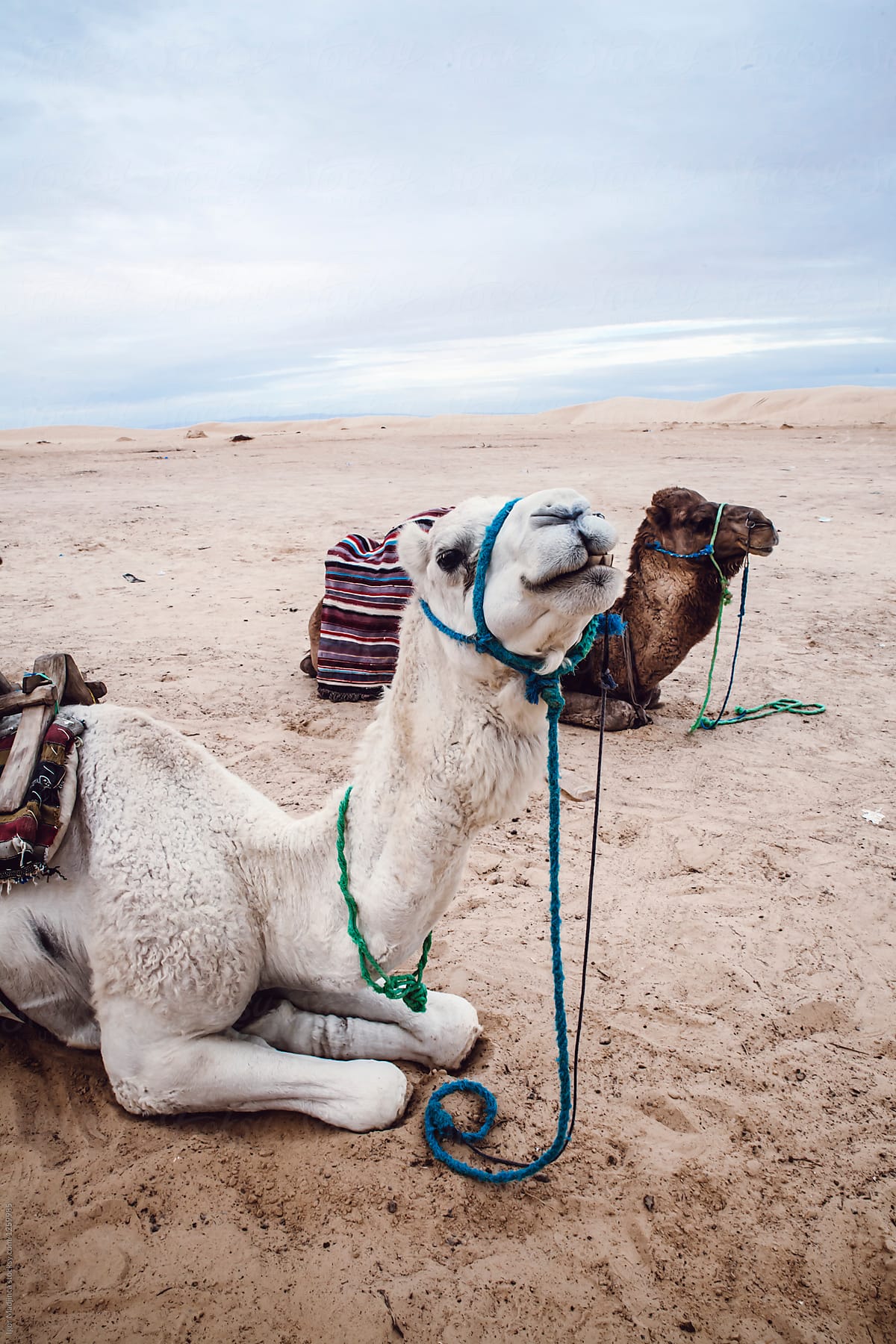 Camel,desert,Africa,nomad,travel