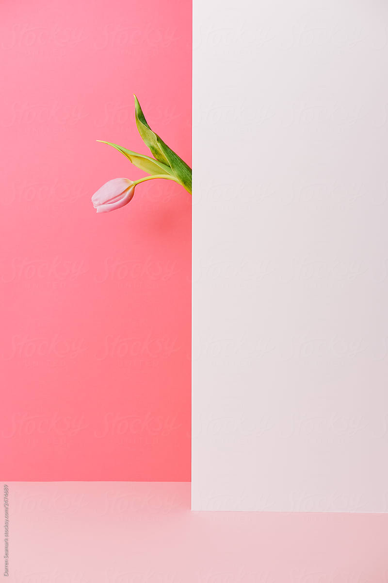 Pink flower on a white and pink background