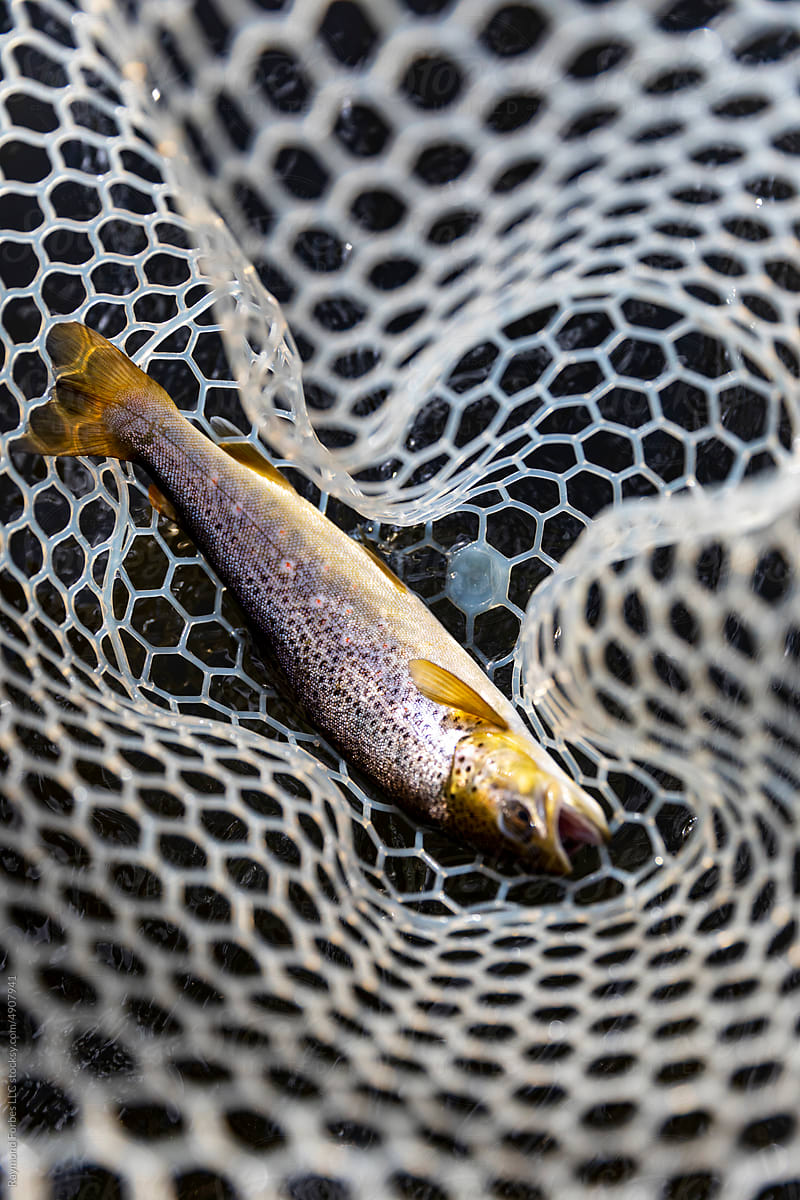 Fly Fishing Provo River Utah brown trout
