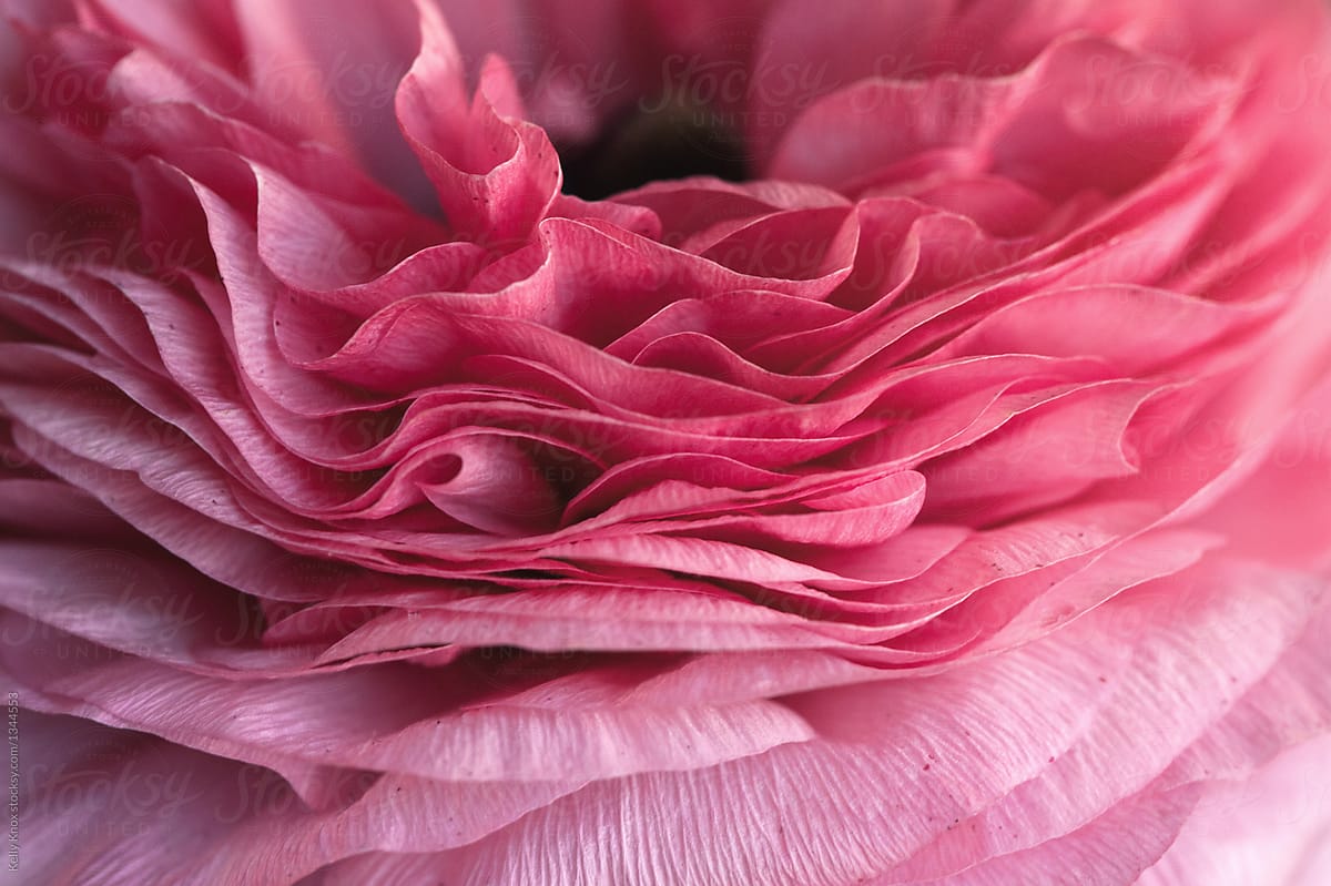 layers and layers of pink ranunculus petals