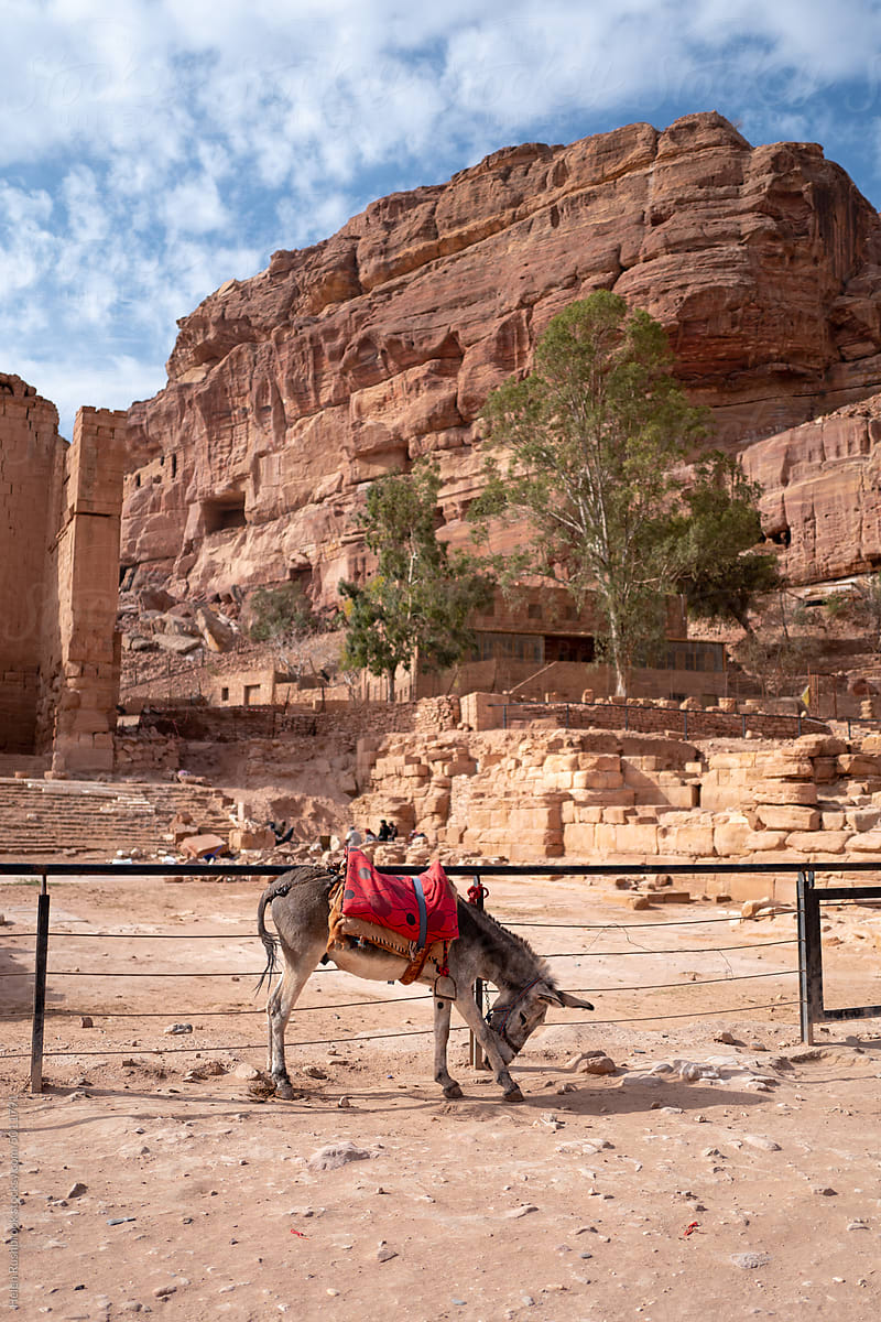 Mule tethered at Petra