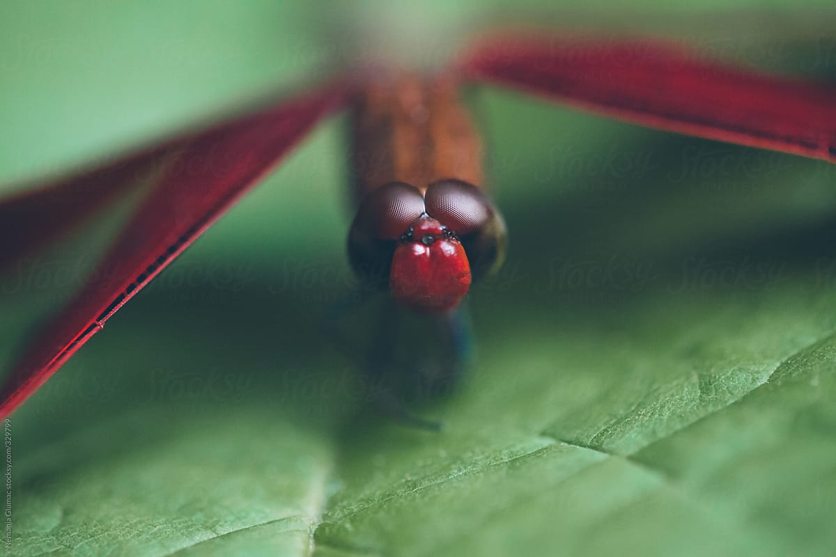 Indonesian Red-winged Dragonfly on Green Leaf