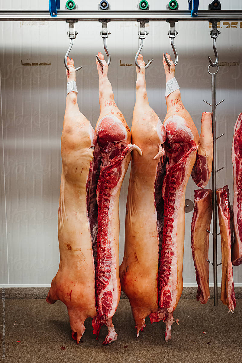 Pig carcasses hanging in meat factory