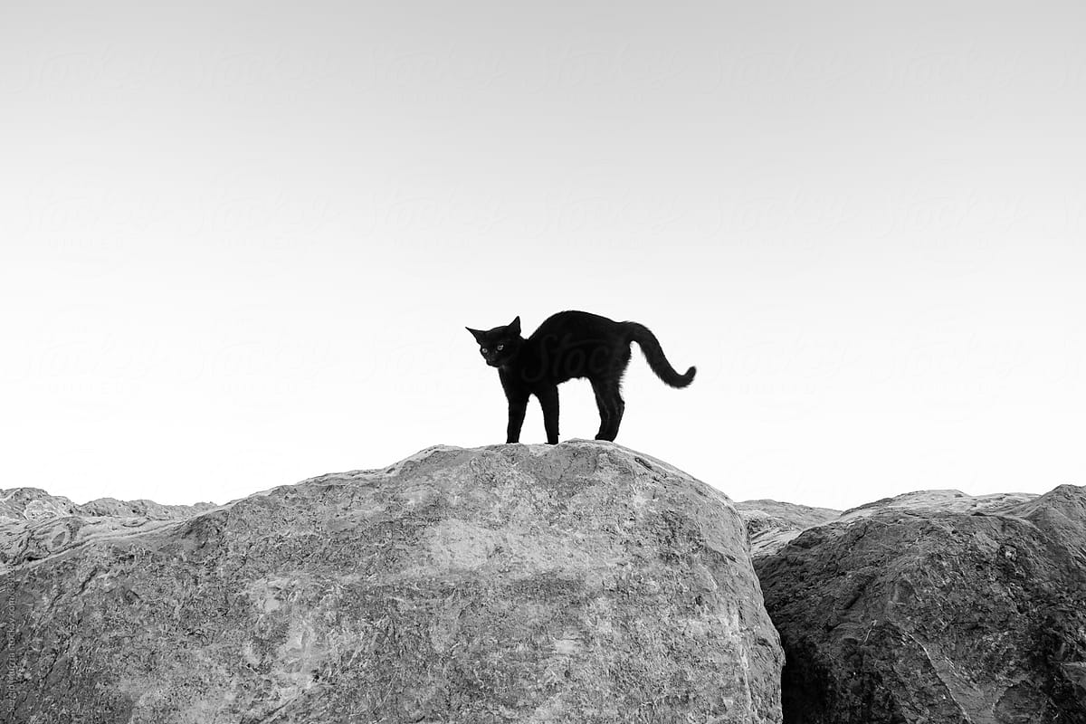A scared cat silhouette on some stones and the cloudless sky